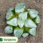Cotyledon Orbiculata. Variegated