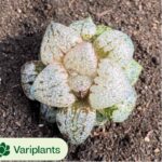 Cotyledon Orbiculata cv Variegated