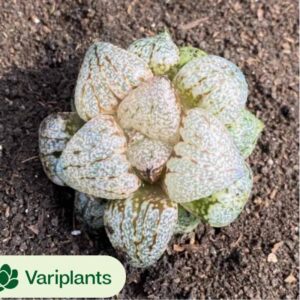Cotyledon Orbiculata cv Variegated