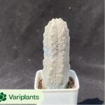 Cotyledon Orbiculata Variegated Clustering