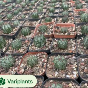 Dudleya Slave