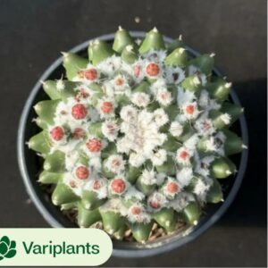 Graptoveria Mrs Richards Clustering