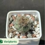 Euphorbia squarrosa