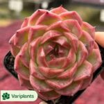 Lithops Optica 'Rubra' Cluster