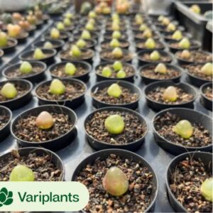 Euphorbia Emerald Paradise