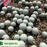 Euphorbia Xiameng