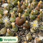 Fenestraria Aurantiaca Variegated