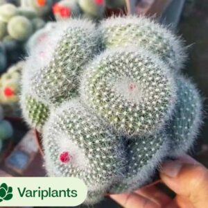 Fenestraria Aurantiaca Yinyang Variegated