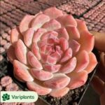 Haworthia Demon Realm