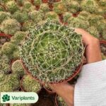 Gasteria Cream Minima