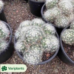 Gasteria Milk Yellow WoniuziBao Variegated Clustering
