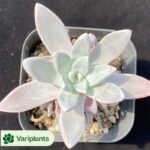 Graptosedum Miul Clustering