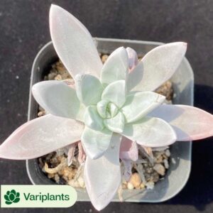 Graptosedum Miul Clustering