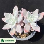 Haworthia Ice soul
