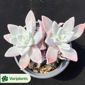 Haworthia Ice soul