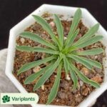 Haworthia big Bang