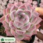 Haworthia Moggica