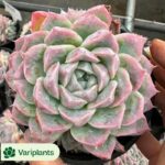 Haworthia Ou Dabao