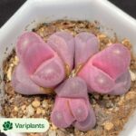 Haworthia Okubo lens