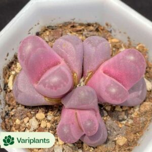 Haworthia Okubo lens