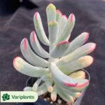 Kalanchoe Thyrsiflora