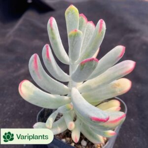 Kalanchoe Thyrsiflora