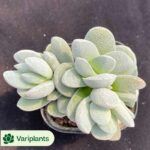 Kalanchoe Bunny Variegated Clustering
