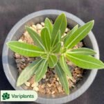 Conophytum-burgeri L.Bolus