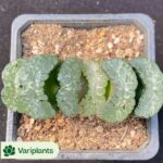 Conophytum-calculus