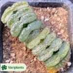 Conophytum-calculus