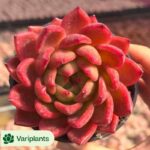 Haworthia Yamamoto