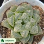 Conophytum-pellucidum 3Head/Pot