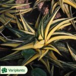Conophytum-maughanii - Single, 10