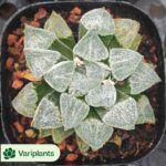 Pachypodium baronii