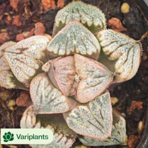Senecio QQ Grape