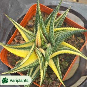 Senecio Rowleyanus Variegated