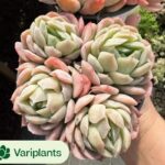 Crassula arborescens Variegated