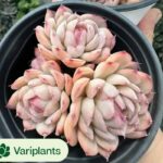 Sedum Ruby Ball Variegated Clustering