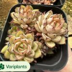 Crassula Ovata Gollum Variegated