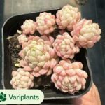 Senecio Rowleyanus