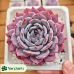 Haworthia Peerless