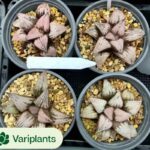 Pachycormus Brandy
