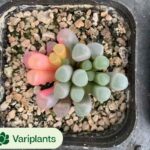 Pachycormus TaoHuaYuan Variegated