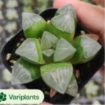 Pachycormus Titanopsis Variegated