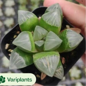 Pachycormus Titanopsis Variegated
