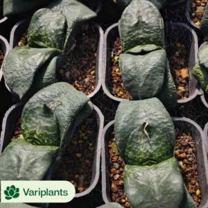 Sedum Clavatum Clustering