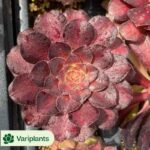 Haworthia magnifica v.atrofusca