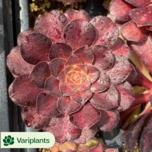 Haworthia magnifica v.atrofusca