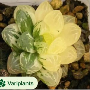 Echeveria Hansu