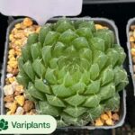 Echeveria Pulidonis